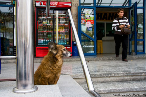 Cani di Romania 02